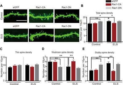 Si-Ni-San alleviates early life stress-induced depression-like behaviors in adolescence via modulating Rac1 activity and associated spine plasticity in the nucleus accumbens